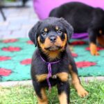 Viollant-male-Rottweiler-puppy-for-sale-1