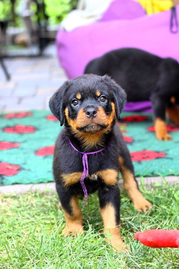 Viollant Rottweiler Viollant Rottweiler