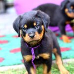 Viollant-male-Rottweiler-puppy-for-sale-2