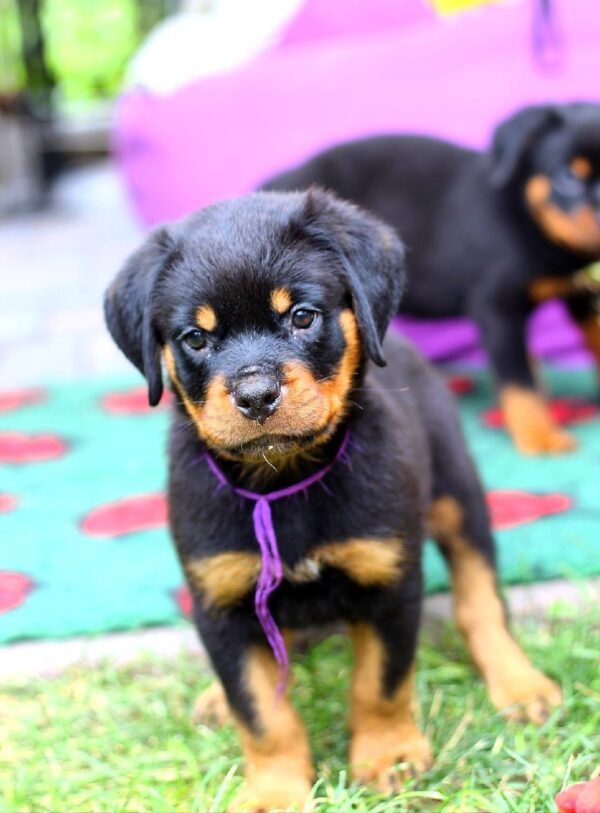 Viollant Rottweiler Viollant Rottweiler
