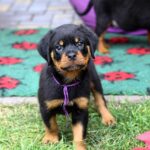 Viollant-male-Rottweiler-puppy-for-sale-3