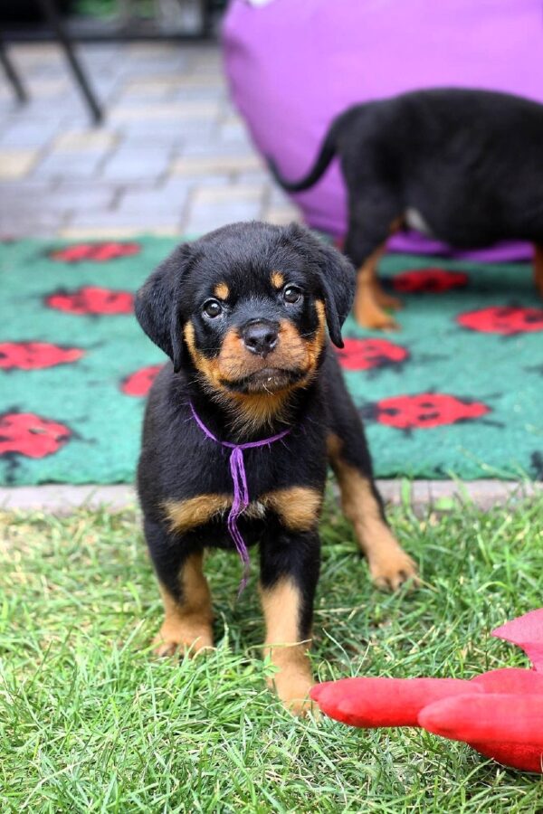 Viollant Rottweiler Viollant Rottweiler
