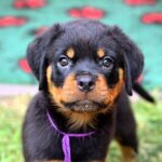 Viollant-male-Rottweiler-puppy-for-sale-4