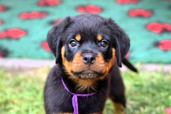 Viollant Rottweiler Viollant Rottweiler