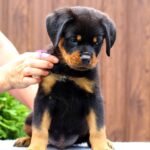 Viollant-male-Rottweiler-puppy-for-sale-5