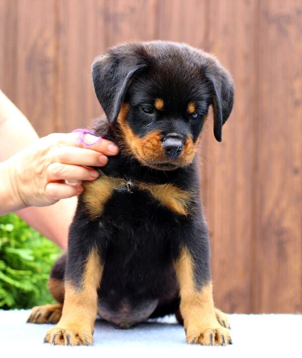 Viollant Rottweiler Viollant Rottweiler