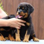 Viollant-male-Rottweiler-puppy-for-sale-6