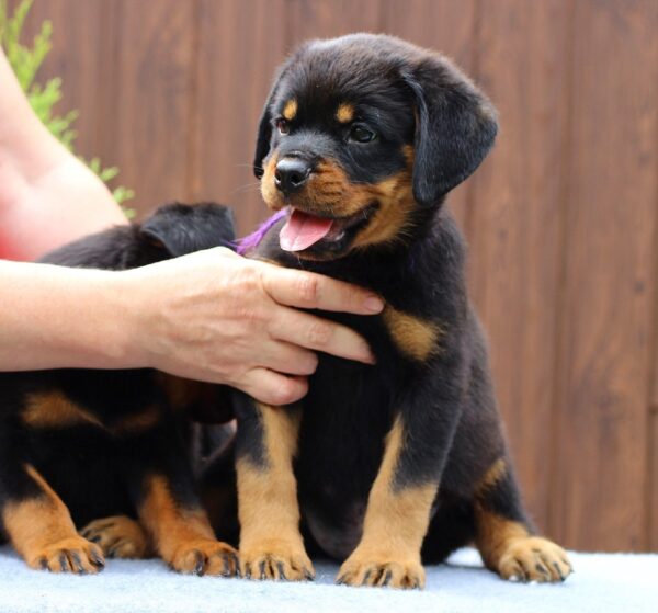 Viollant Rottweiler Viollant Rottweiler