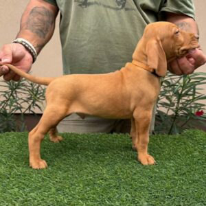 Waldi Hungarian Vizsla Waldi Hungarian Vizsla