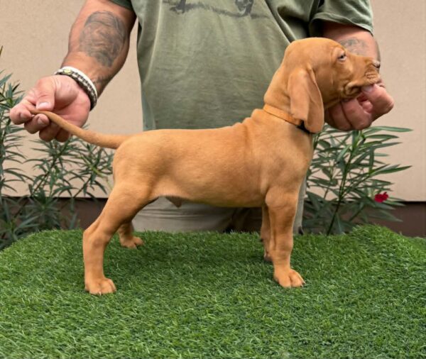 Waldi Hungarian Vizsla Waldi Hungarian Vizsla