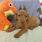 Waldi-male-hungarian-vizsla-puppy-for-sale- (1)