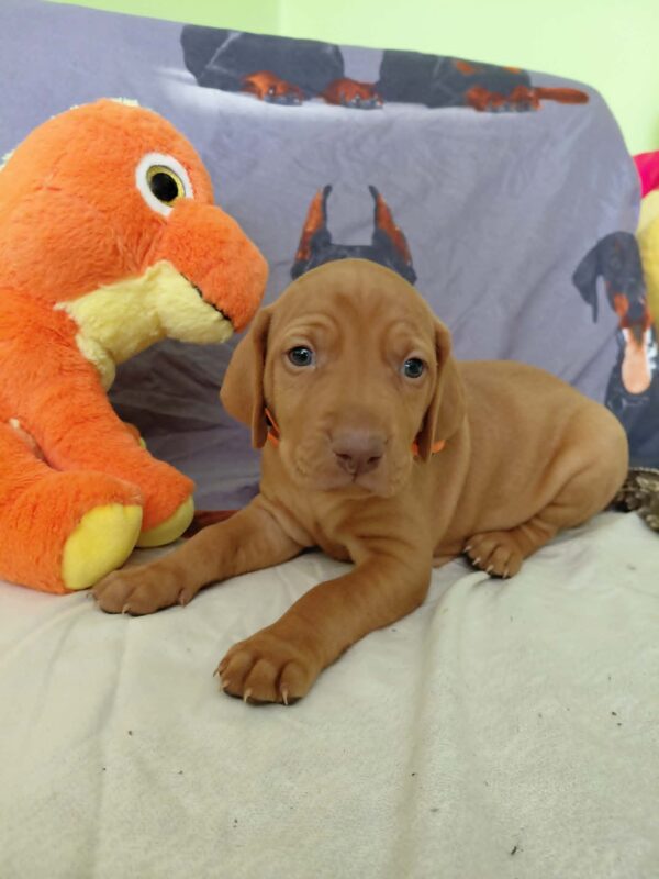 Waldi Hungarian Vizsla Waldi Hungarian Vizsla