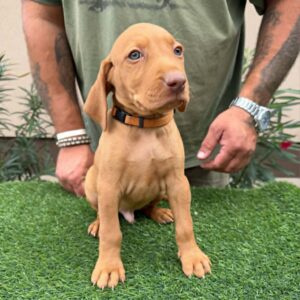Waldi Hungarian Vizsla Waldi Hungarian Vizsla