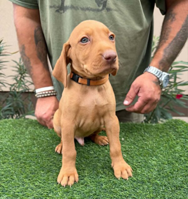 Waldi Hungarian Vizsla Waldi Hungarian Vizsla