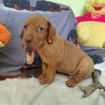 Waldi-male-hungarian-vizsla-puppy-for-sale- (2)