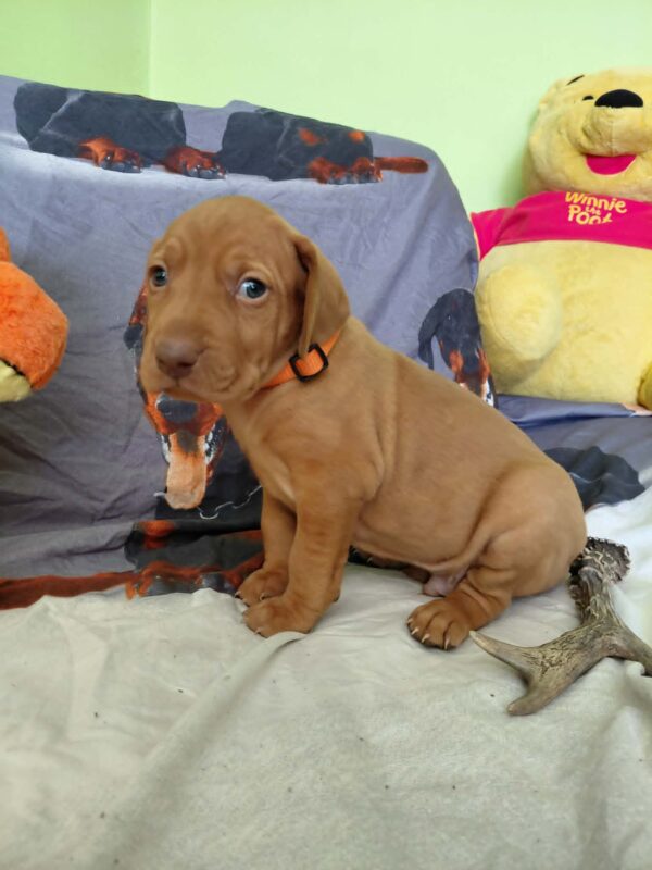 Waldi Hungarian Vizsla Waldi Hungarian Vizsla
