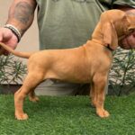 Waldi-male-hungarian-vizsla-puppy-for-sale- (3)