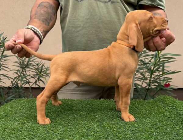 Waldi Hungarian Vizsla Waldi Hungarian Vizsla