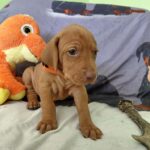 Waldi-male-hungarian-vizsla-puppy-for-sale- (3)
