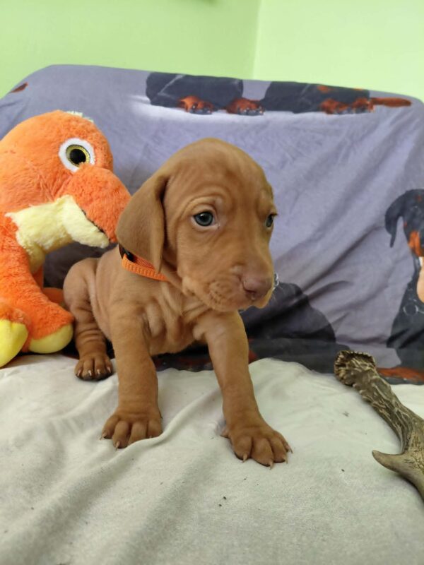 Waldi Hungarian Vizsla Waldi Hungarian Vizsla