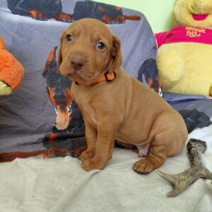 Waldi Hungarian Vizsla Waldi Hungarian Vizsla