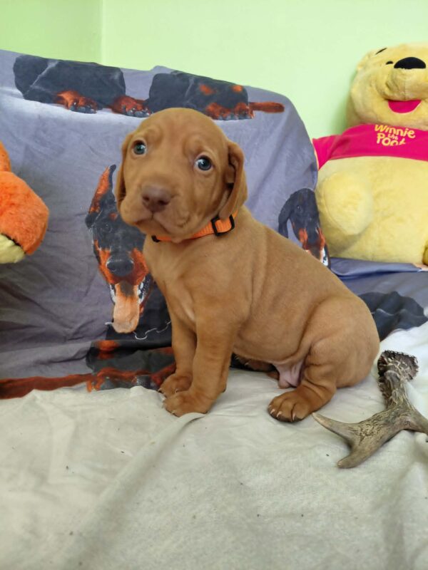 Waldi Hungarian Vizsla Waldi Hungarian Vizsla
