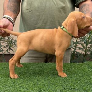Wanda Hungarian Vizsla Wanda Hungarian Vizsla