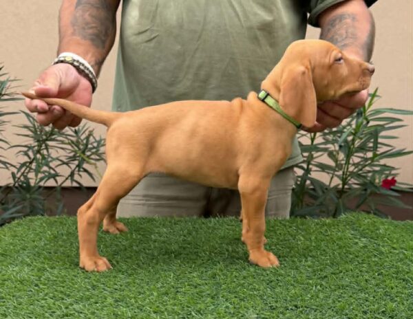 Wanda Hungarian Vizsla Wanda Hungarian Vizsla