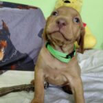 Wanda-female-hungarian-vizsla-puppy-for-sale- (1)