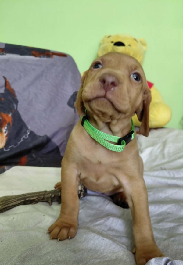 Wanda Hungarian Vizsla Wanda Hungarian Vizsla