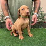 Wanda-female-hungarian-vizsla-puppy-for-sale- (2)