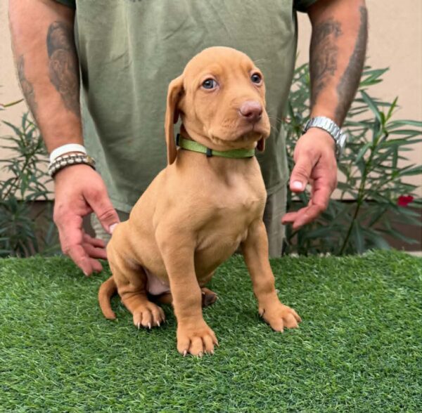 Wanda Hungarian Vizsla Wanda Hungarian Vizsla