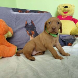 Wanda Hungarian Vizsla Wanda Hungarian Vizsla