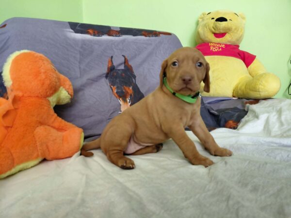 Wanda Hungarian Vizsla Wanda Hungarian Vizsla