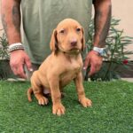 Wanda-female-hungarian-vizsla-puppy-for-sale- (3)