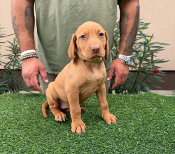 Wanda Hungarian Vizsla Wanda Hungarian Vizsla