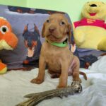Wanda-female-hungarian-vizsla-puppy-for-sale- (3)