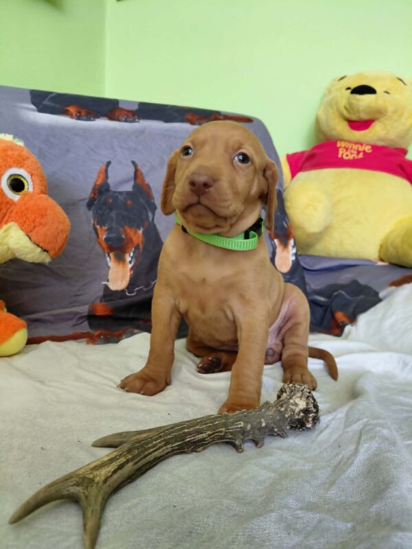 Wanda Hungarian Vizsla Wanda Hungarian Vizsla