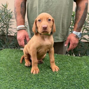 Wanda Hungarian Vizsla Wanda Hungarian Vizsla