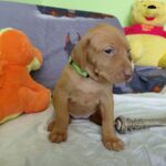 Wanda-female-hungarian-vizsla-puppy-for-sale- (4)