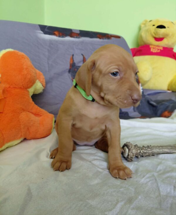 Wanda Hungarian Vizsla Wanda Hungarian Vizsla