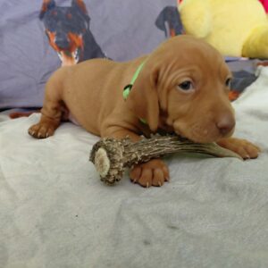 Wanda Hungarian Vizsla Wanda Hungarian Vizsla