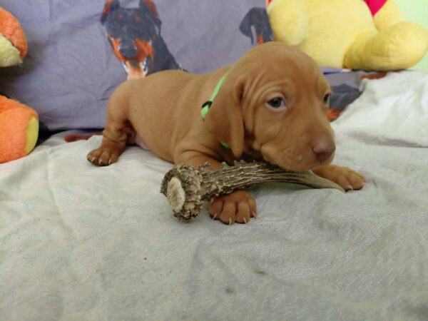 Wanda Hungarian Vizsla Wanda Hungarian Vizsla