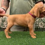 Wanja-female-hungarian-vizsla-puppy-for-sale- (1)
