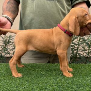 Wanja Hungarian Vizsla Wanja Hungarian Vizsla