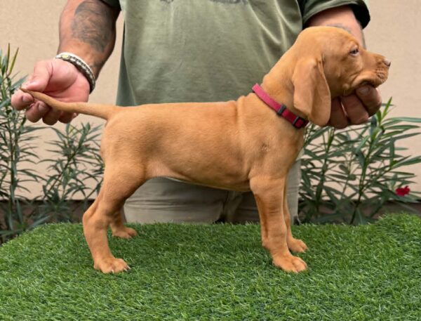 Wanja Hungarian Vizsla Wanja Hungarian Vizsla