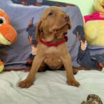 Wanja-female-hungarian-vizsla-puppy-for-sale- (1)