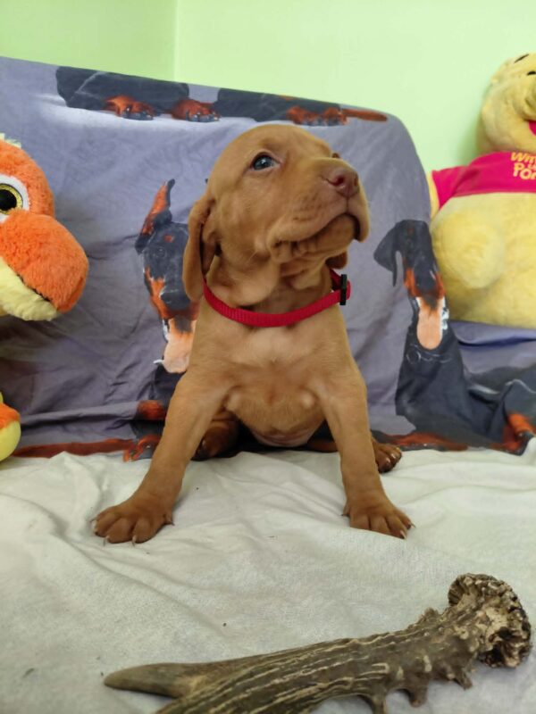 Wanja Hungarian Vizsla Wanja Hungarian Vizsla