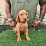 Wanja-female-hungarian-vizsla-puppy-for-sale- (2)