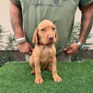Wanja Hungarian Vizsla Wanja Hungarian Vizsla